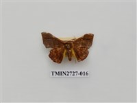 藏品(尺蛾282)的圖片